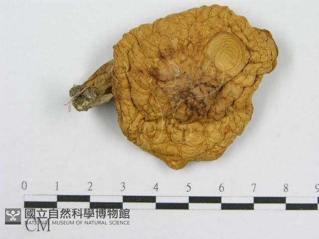 登錄號:F0014534藏品圖，第1張