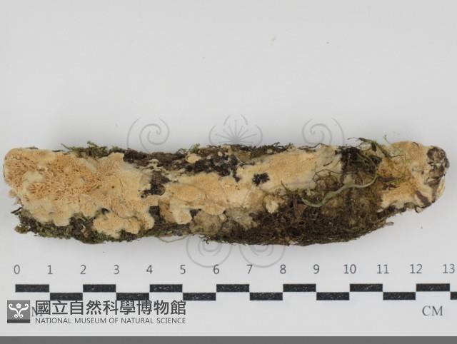 登錄號:F0034534藏品圖，第1張