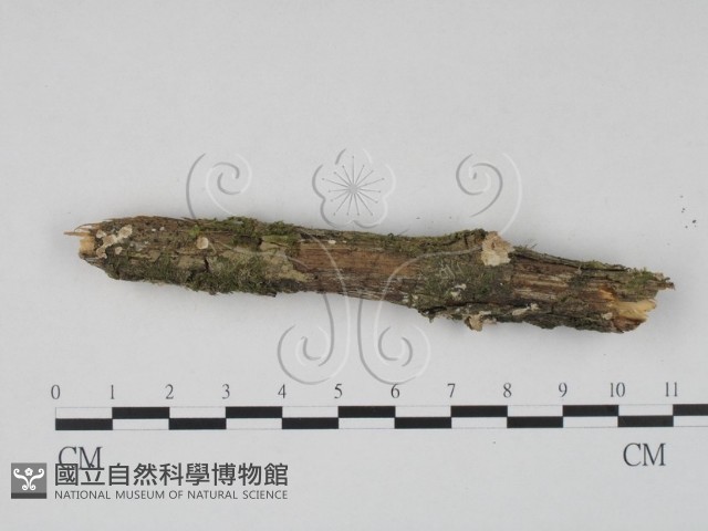 登錄號:F0022534藏品圖，第1張