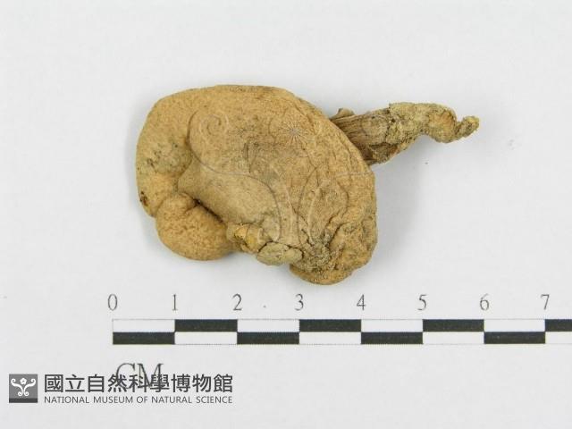 登錄號:F0012534藏品圖，第1張