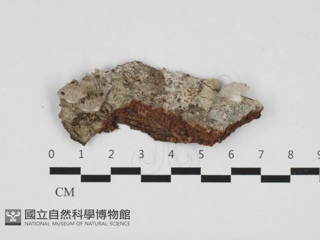 裂褶菌藏品圖，第1張