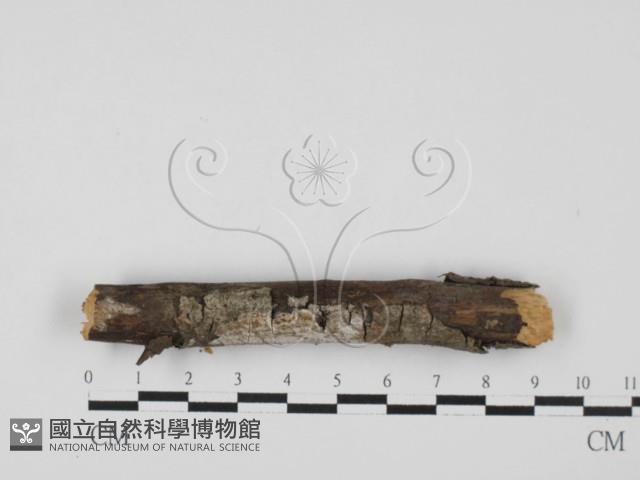 登錄號:F0027534藏品圖，第1張