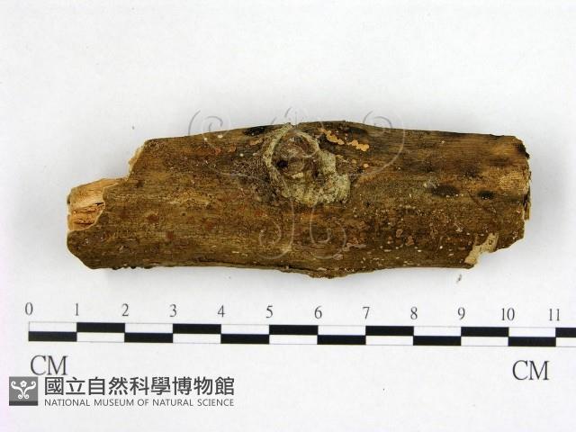 花耳屬藏品圖，第1張