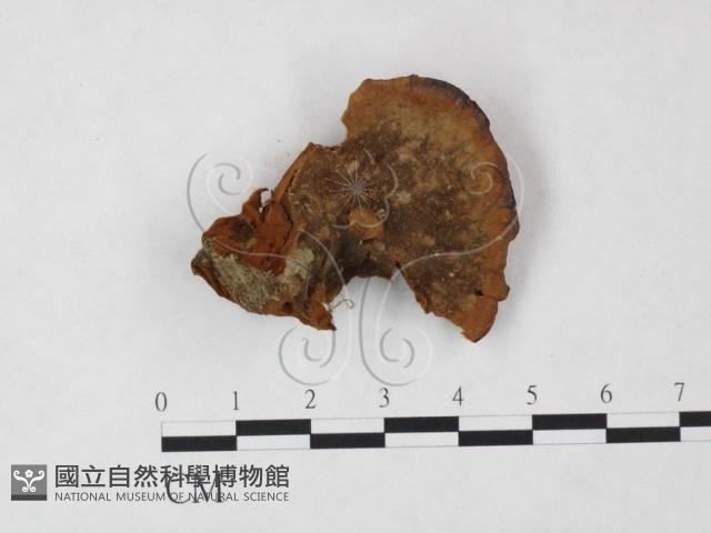 登錄號:F0005534藏品圖，第1張