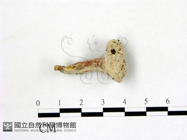登錄號:F0015534藏品圖，第1張