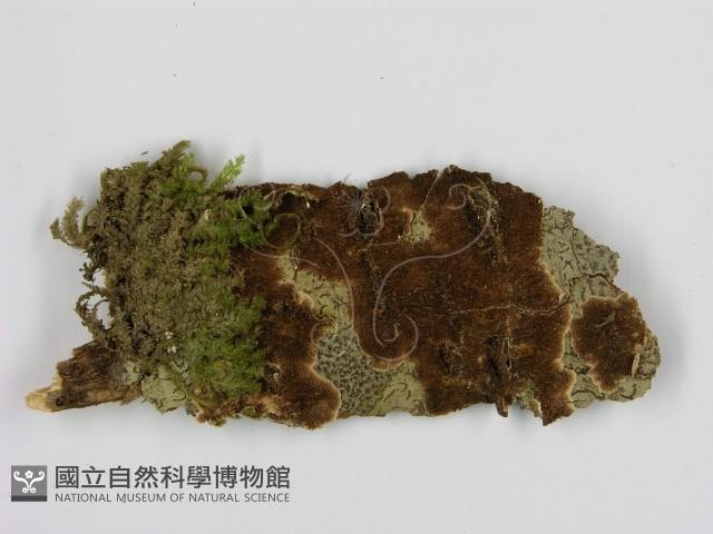 登錄號:F0009534藏品圖，第1張