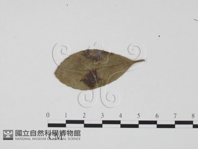 館號:F0019534藏品圖，第1張