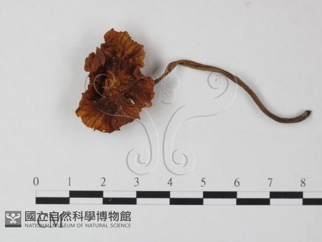 登錄號:F0023534藏品圖，第1張