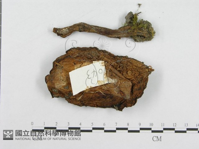 登錄號:F0003534藏品圖，第1張