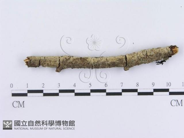 登錄號:F0013534藏品圖，第1張