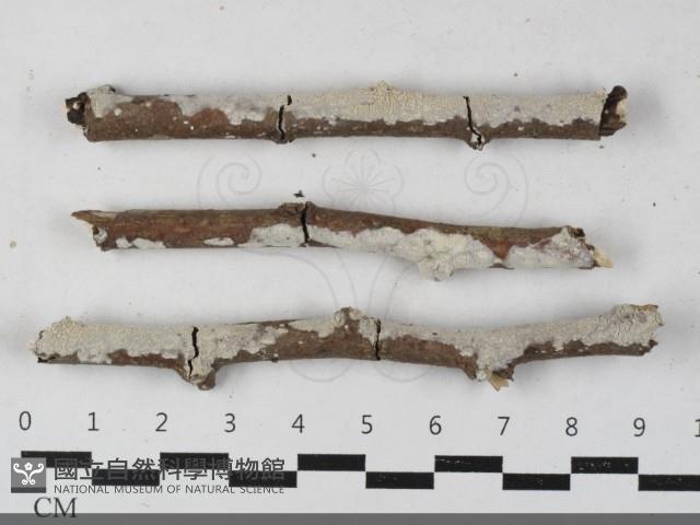 登錄號:F0033534藏品圖，第1張