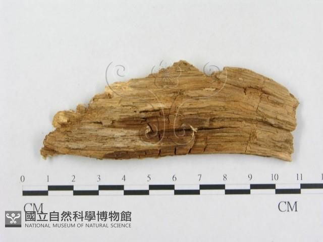 登錄號:F0008134藏品圖，第1張