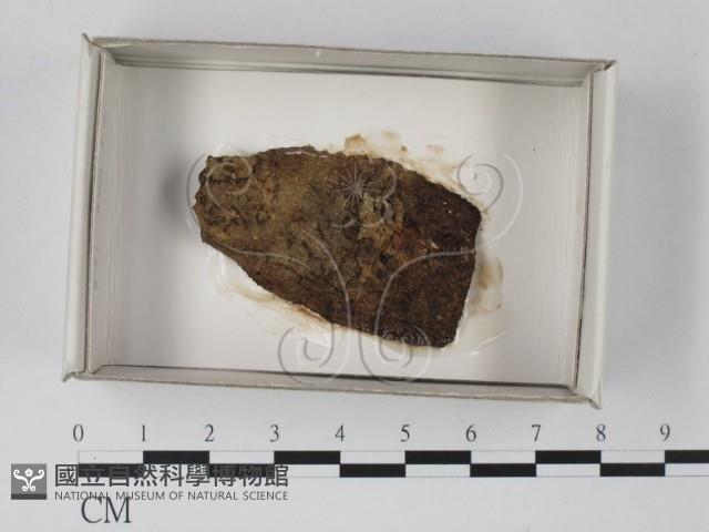 登錄號:F0018134藏品圖，第1張
