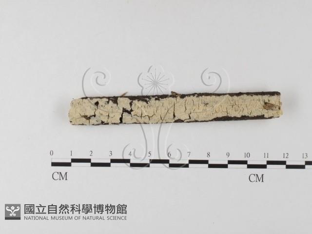 登錄號:F0020134藏品圖，第1張