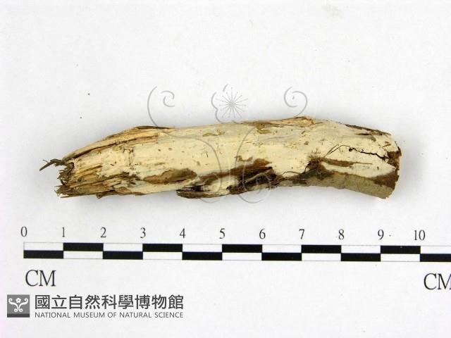 燈籠囊擬射脈菌藏品圖，第1張