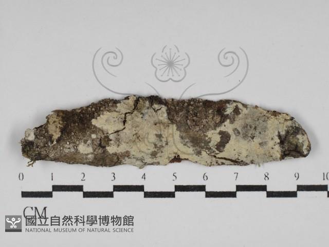 剛毛絲皮菌藏品圖，第1張