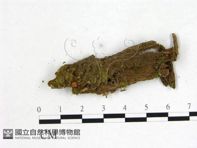 登錄號:F0001134藏品圖，第1張