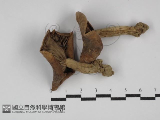 登錄號:F0011134藏品圖，第1張
