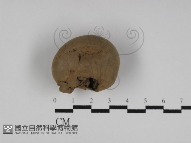 登錄號:F0031134藏品圖，第1張