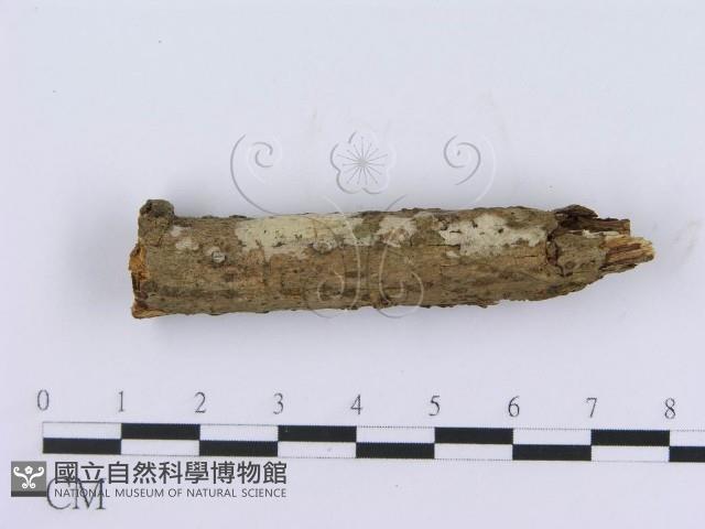 登錄號:F0004134藏品圖，第1張