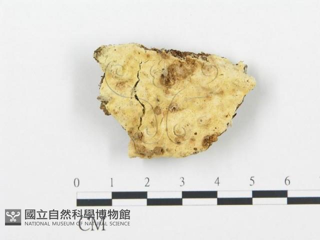 登錄號:F0014134藏品圖，第1張
