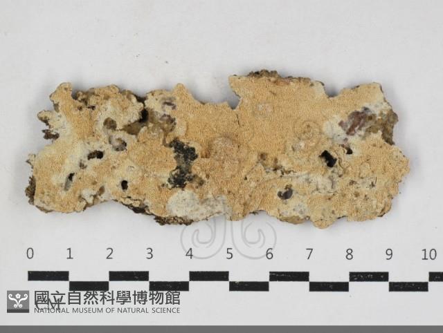 登錄號:F0034134藏品圖，第1張