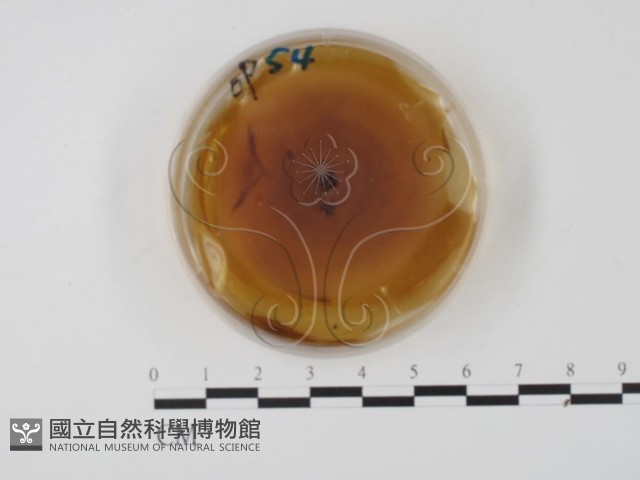 登錄號:F0022134藏品圖，第1張