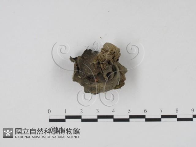 登錄號:F0002134藏品圖，第1張