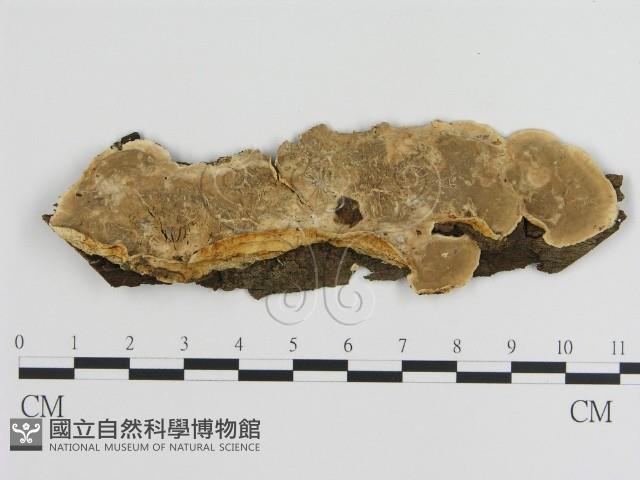 刺皮菌屬藏品圖，第1張