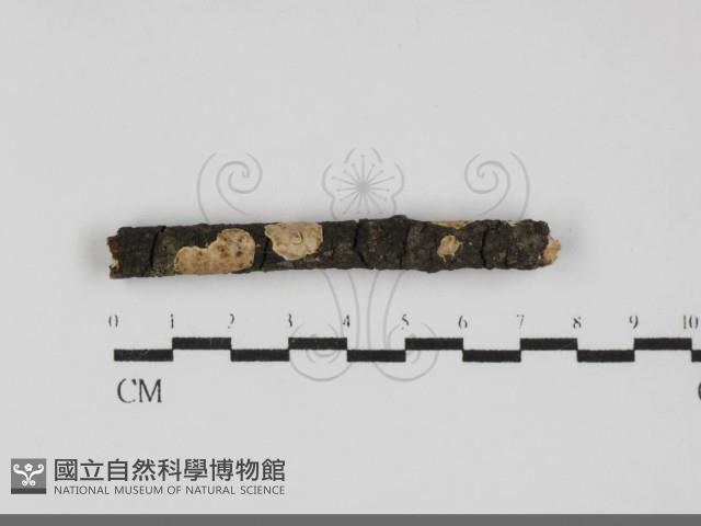 登錄號:F0032134藏品圖，第1張