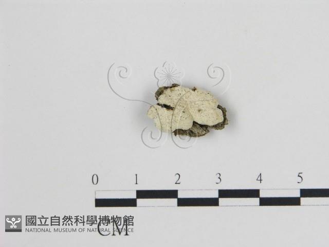 登錄號:F0017134藏品圖，第1張