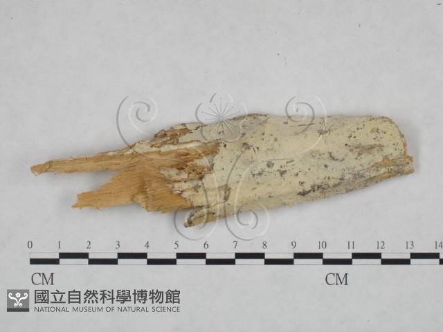 粗糙孢菌屬藏品圖，第1張