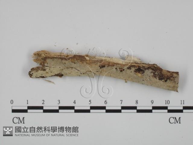 登錄號:F0015134藏品圖，第1張