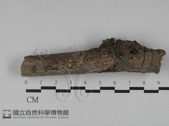 刺皮菌屬藏品圖，第1張