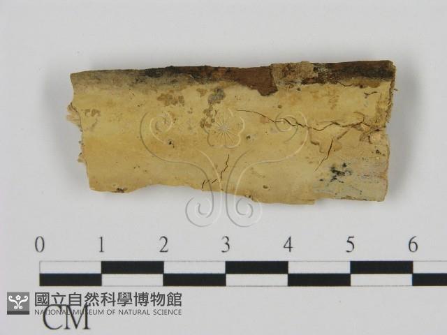 登錄號:F0009134藏品圖，第1張