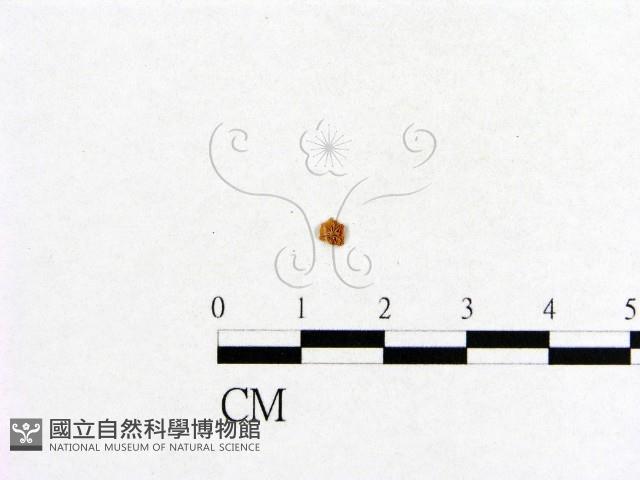 小菇屬藏品圖，第1張