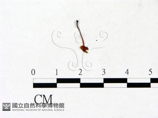 小菇屬藏品圖，第1張