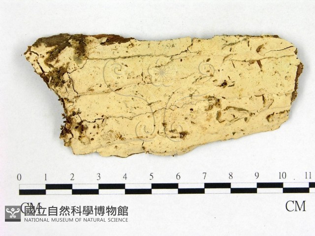 登錄號:F0003134藏品圖，第1張