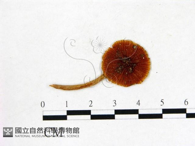 登錄號:F0013134藏品圖，第1張