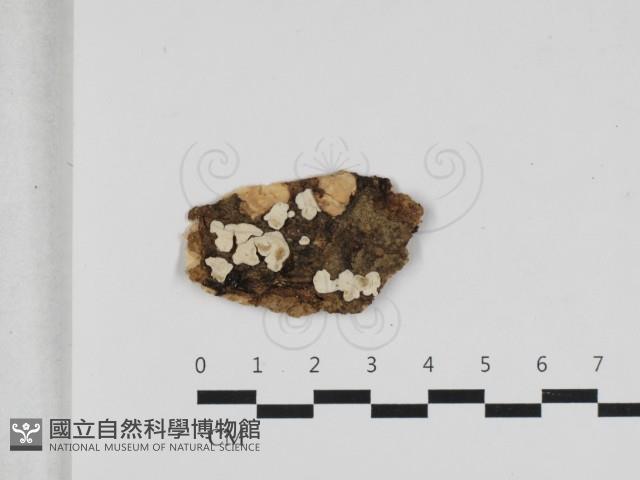 登錄號:F0033134藏品圖，第1張