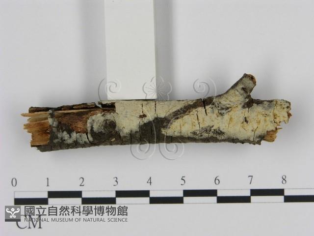 登錄號:F0000034藏品圖，第1張