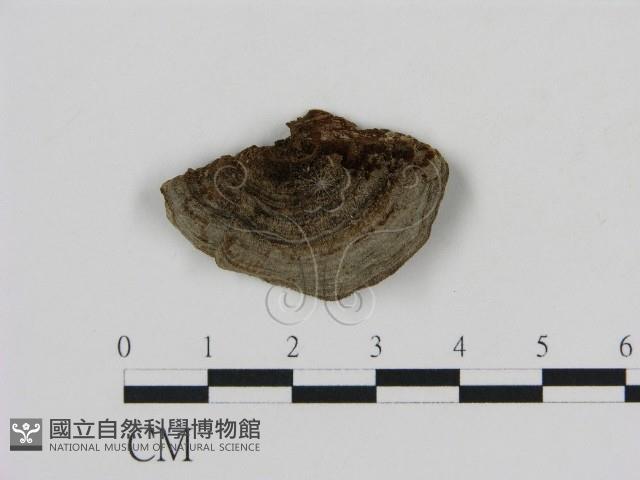 刺革菌屬藏品圖，第1張