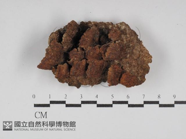 木層孔菌屬藏品圖，第1張