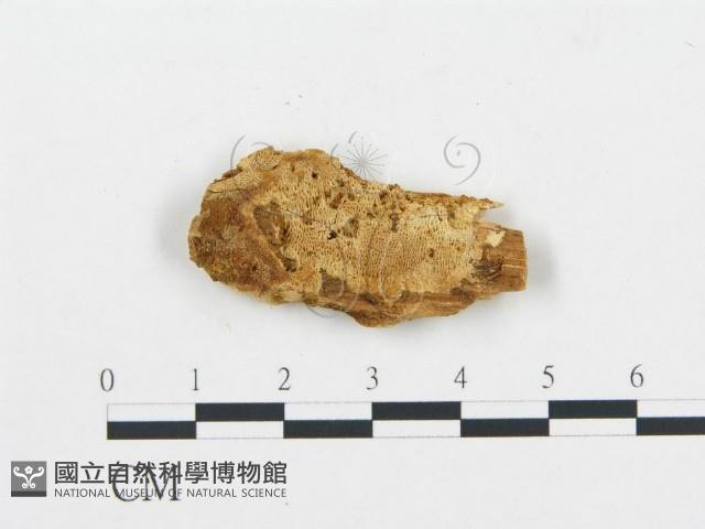 登錄號:F0006034藏品圖，第1張