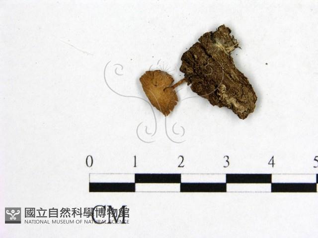 登錄號:F0016034藏品圖，第1張