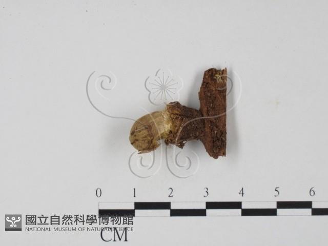 登錄號:F0021034藏品圖，第1張