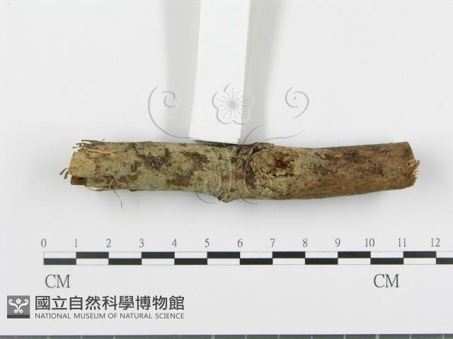 登錄號:F0001034藏品圖，第1張