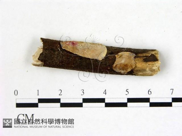 刺皮菌屬藏品圖，第1張