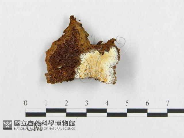 登錄號:F0014034藏品圖，第1張