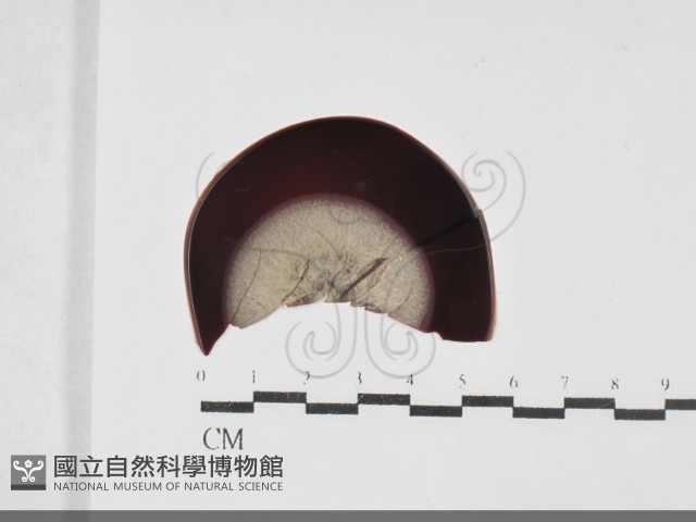 登錄號:F0032034藏品圖，第1張